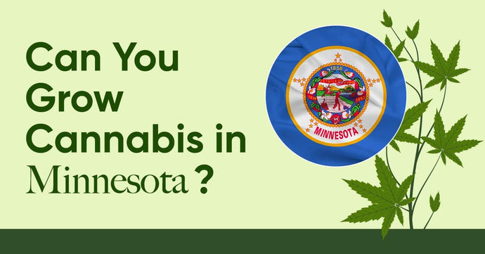 Laws in MN: Is It Legal to Grow Cannabis in Minnesota?