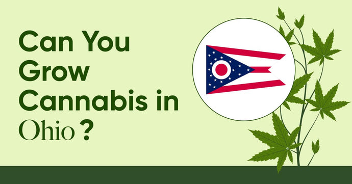 Laws in Ohio: Is It Legal to Grow Cannabis in Ohio?