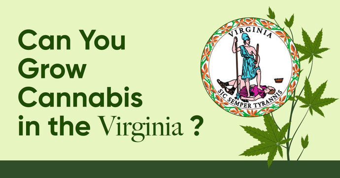 Laws in VA: Is It Legal to Grow Cannabis in Virginia?
