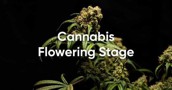 Cannabis Flowering Timeline: the 3 Stages