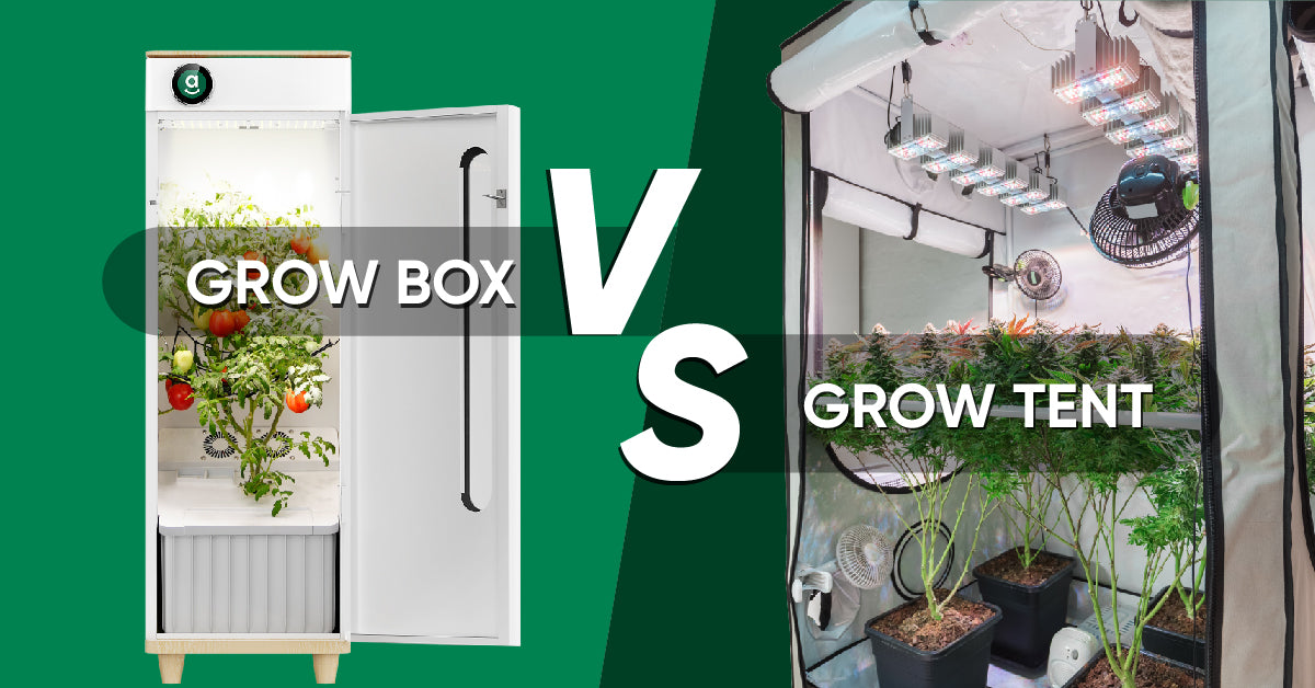 cannabis grow tent vs grow box
