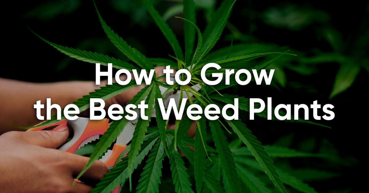 cannabis growing tips for the best buds