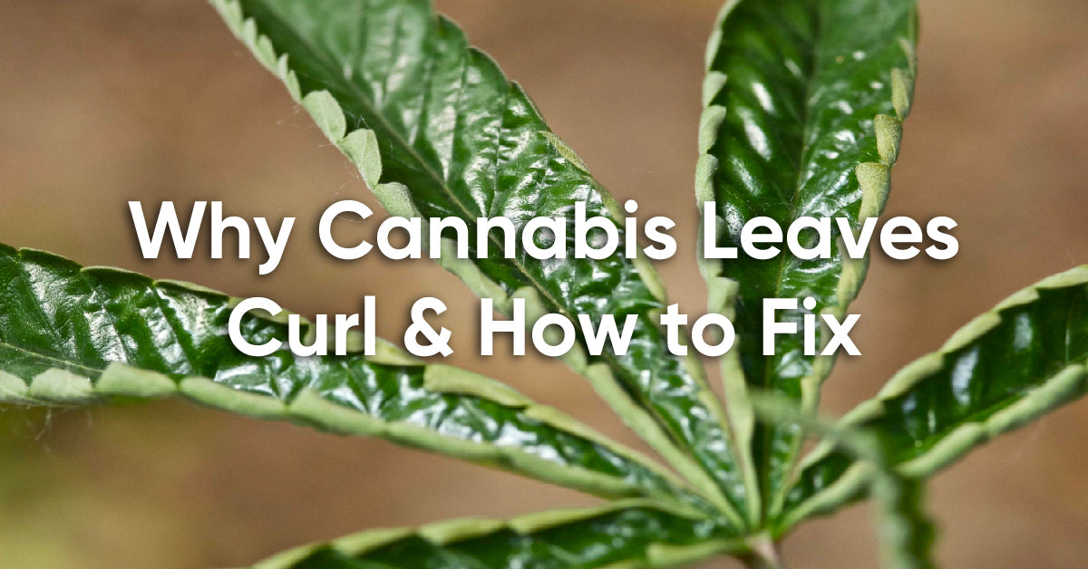 cannabis leaves curling up