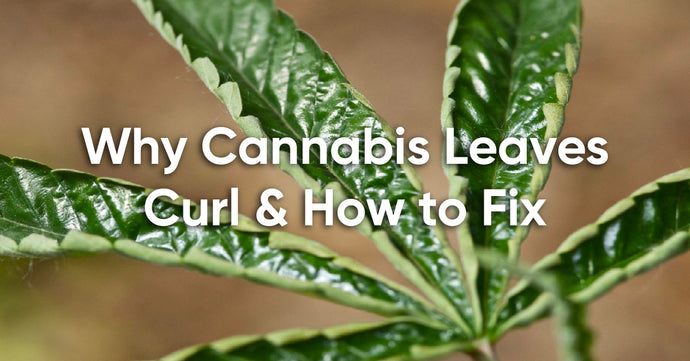 Cannabis Leaves Curling Up or Down (Causes and Solutions)