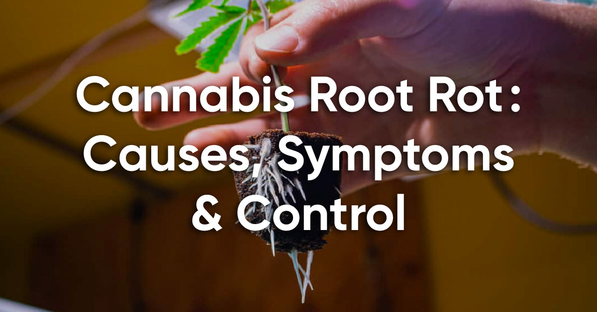 cannabis root rot