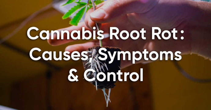 How to Spot, Treat and Prevent Cannabis Root Rot