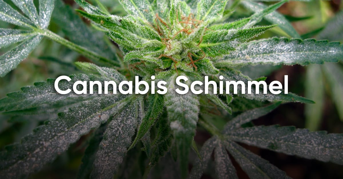 cannabis schimmel