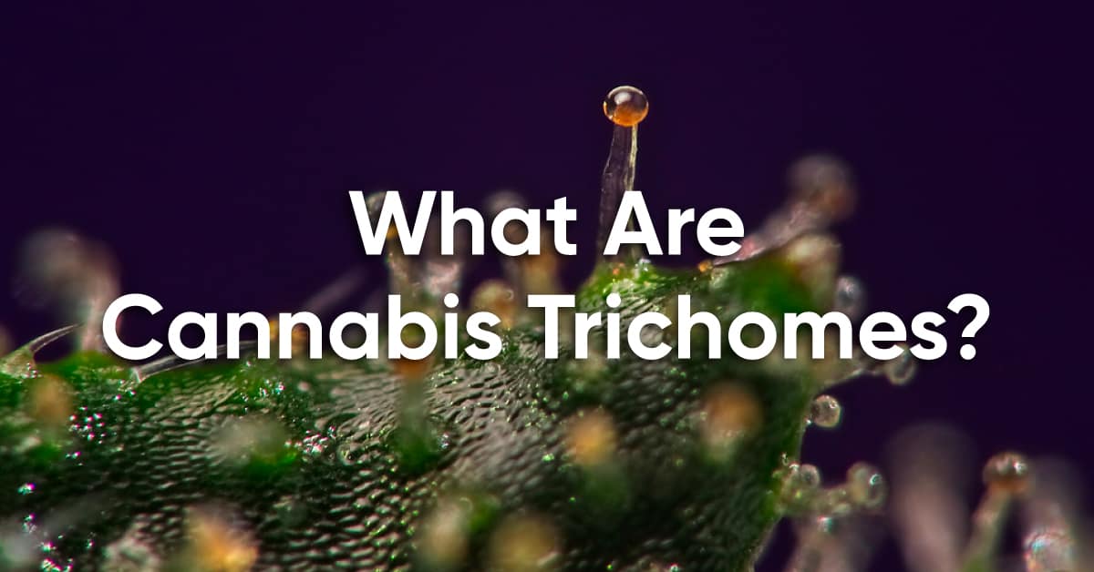 3 Cannabis Trichome Stages & How They Impact Bud Maturity