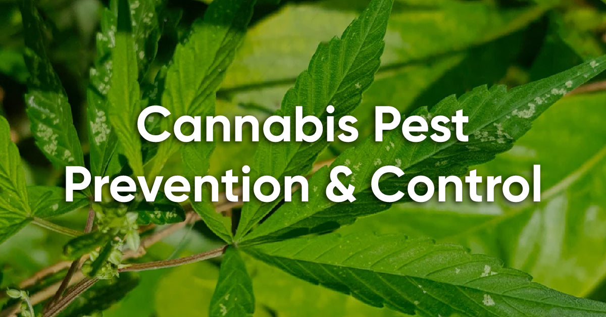 controlling common pests and bugs on weed plants