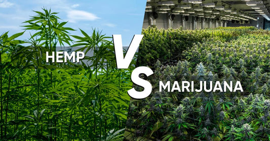 difference between hemp and marijuana