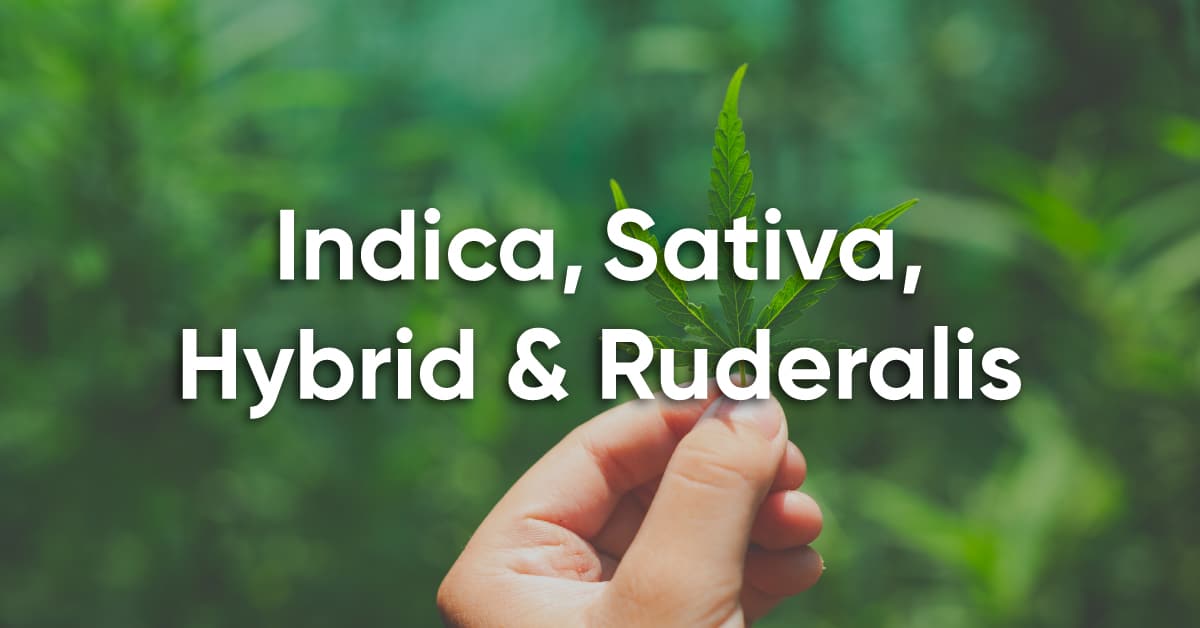 difference between indica, sativa, hybrid and ruderalis weed strains