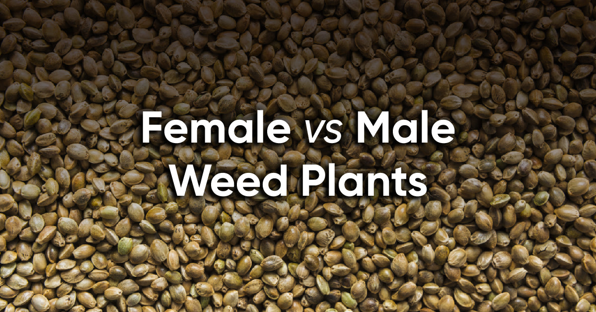 female vs male weed plant