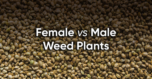 female vs male weed plant