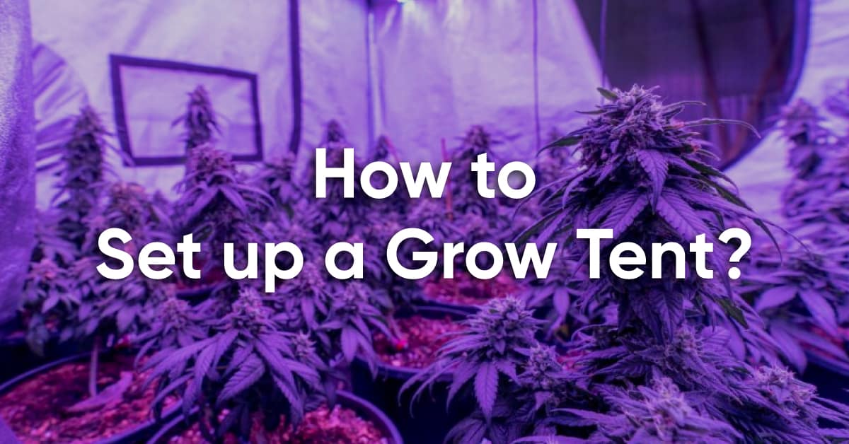 grow tent setup guide for beginners