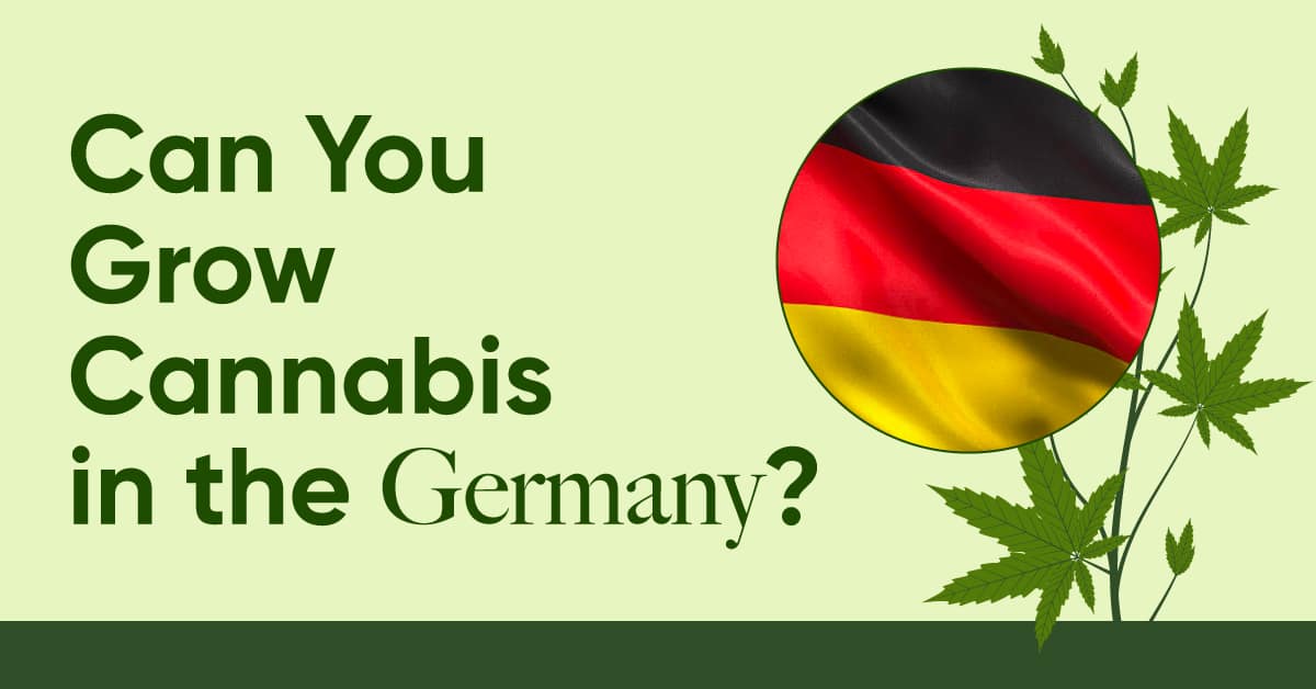 growing cannabis in Germany