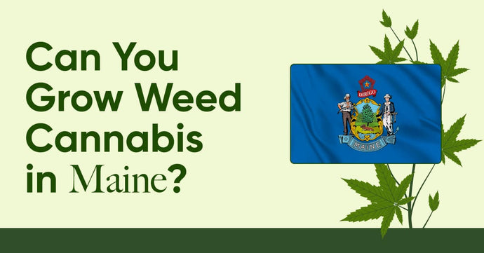 Laws in ME: Is It Legal to Grow Cannabis in Maine?