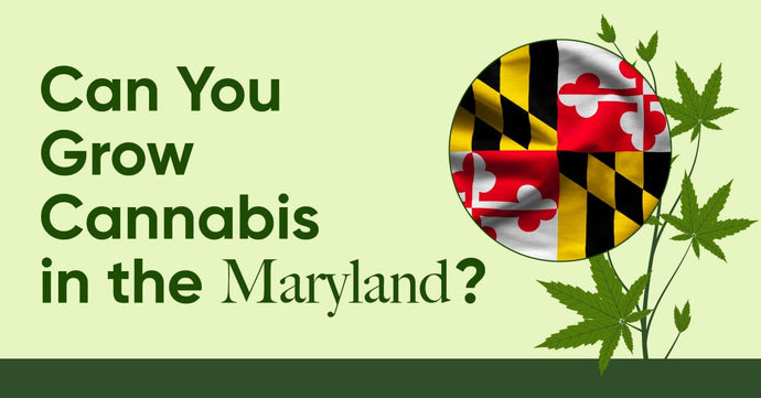 Laws in MD: Is It Legal to Grow Cannabis in Maryland?