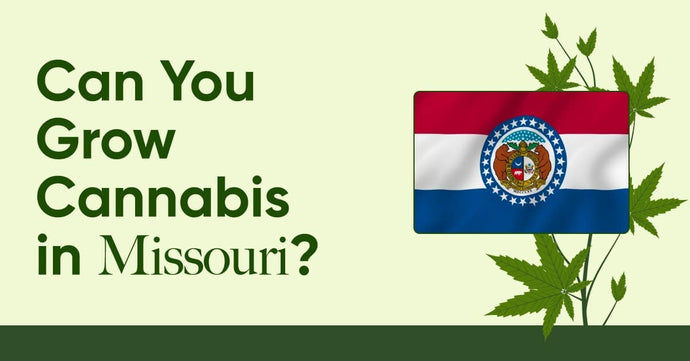 Laws in MO: Is It Legal to Grow Cannabis in Missouri?