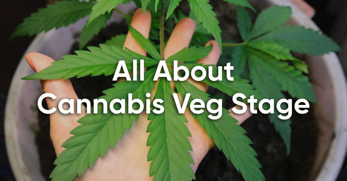 guide to weed vegetative stage