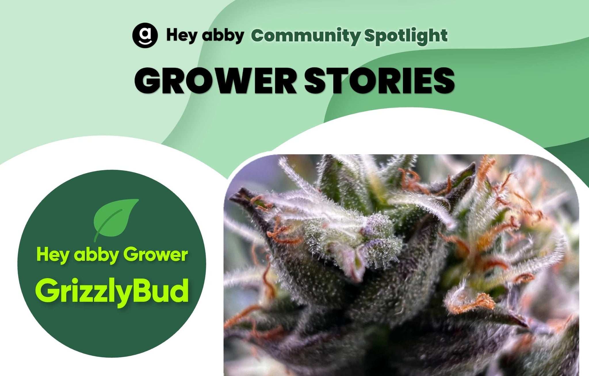 hey abby grower grizzlybud_cover