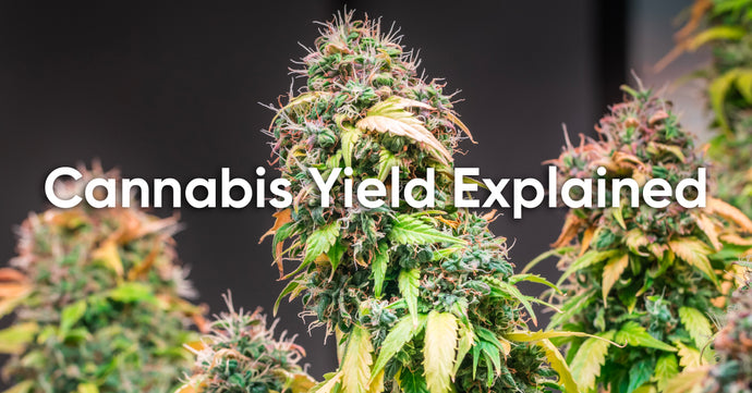The Science of Cannabis Yield: How Much Weed Does One Plant Yield?