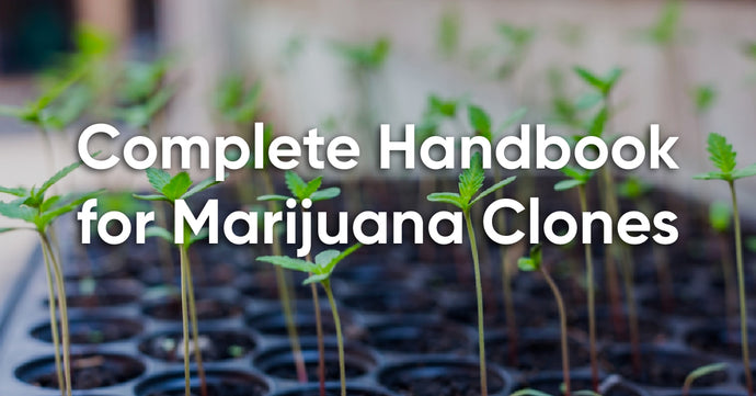 How to Clone Cannabis with 7 Easy Steps (& Transplant Them)