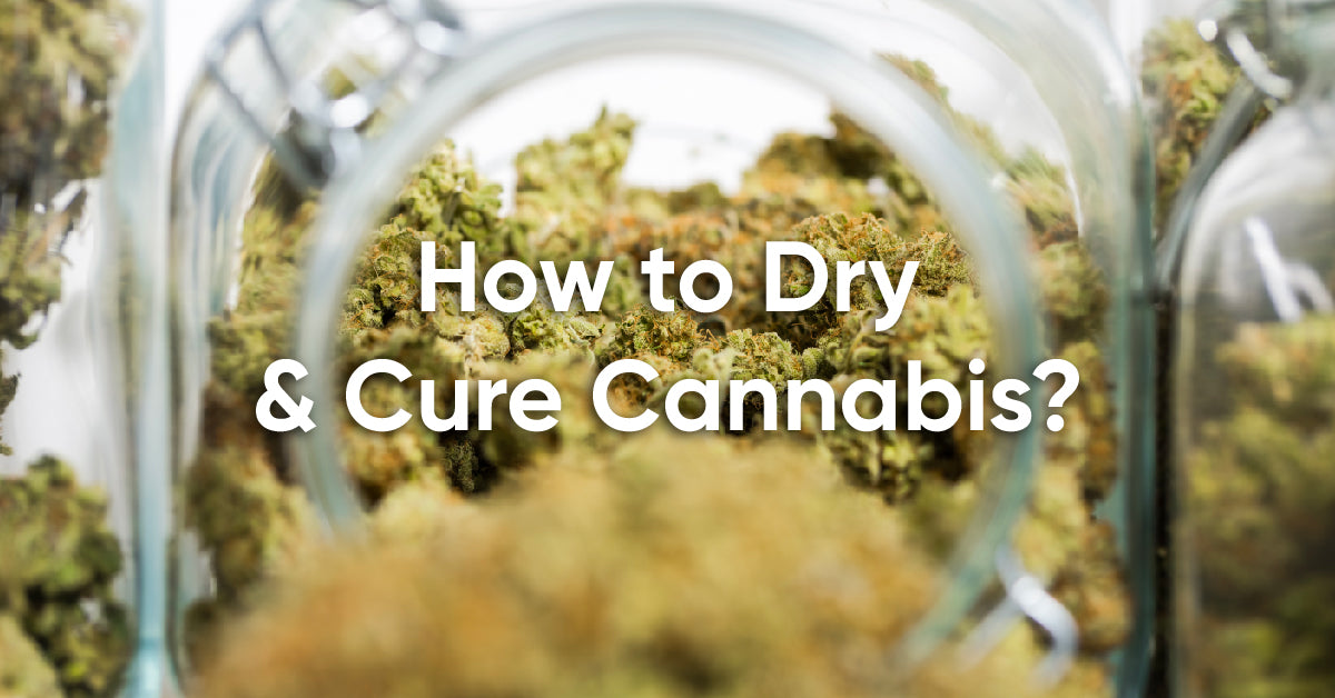 how to dry and cure cannabis