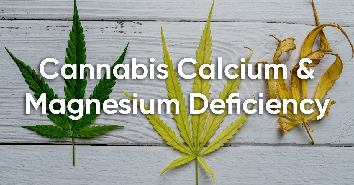 how to fix cannabis calcium and magnesium deficiency