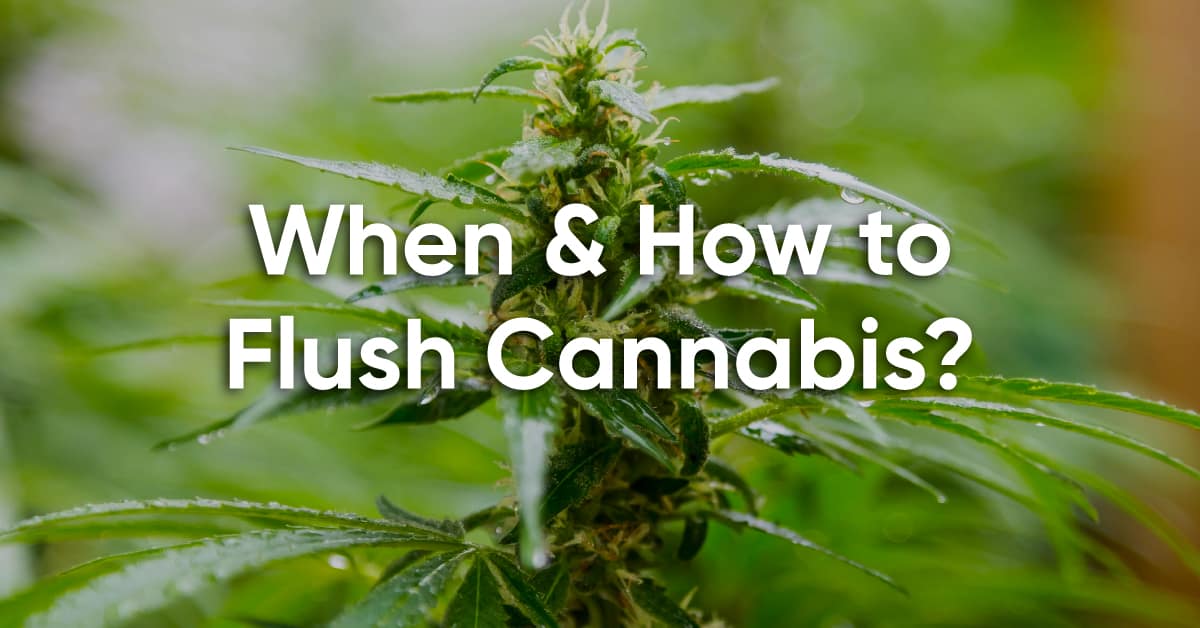 how to flush cannabis plants