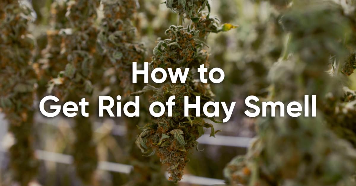 how to get rid of hay smell during drying