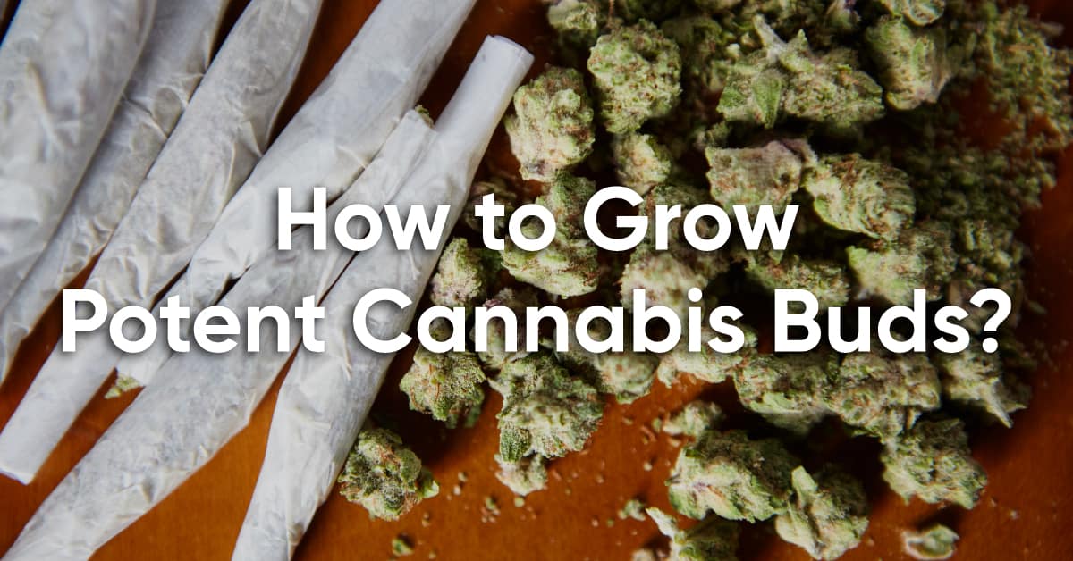 how to grow cannabis with high potency