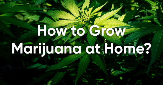 how to grow marijuana