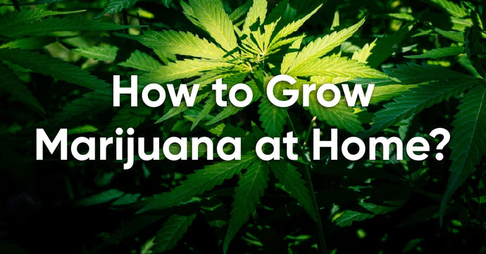 Beginner's Grow Guide_How to Grow Marijuana Indoors