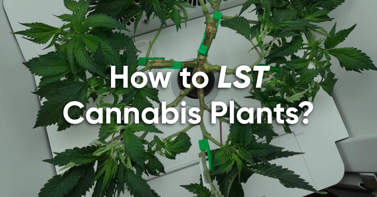 how to low stress training weed plants