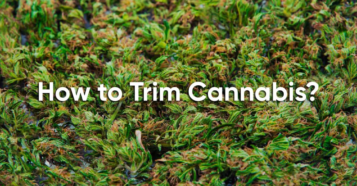 how to trim cannabis
