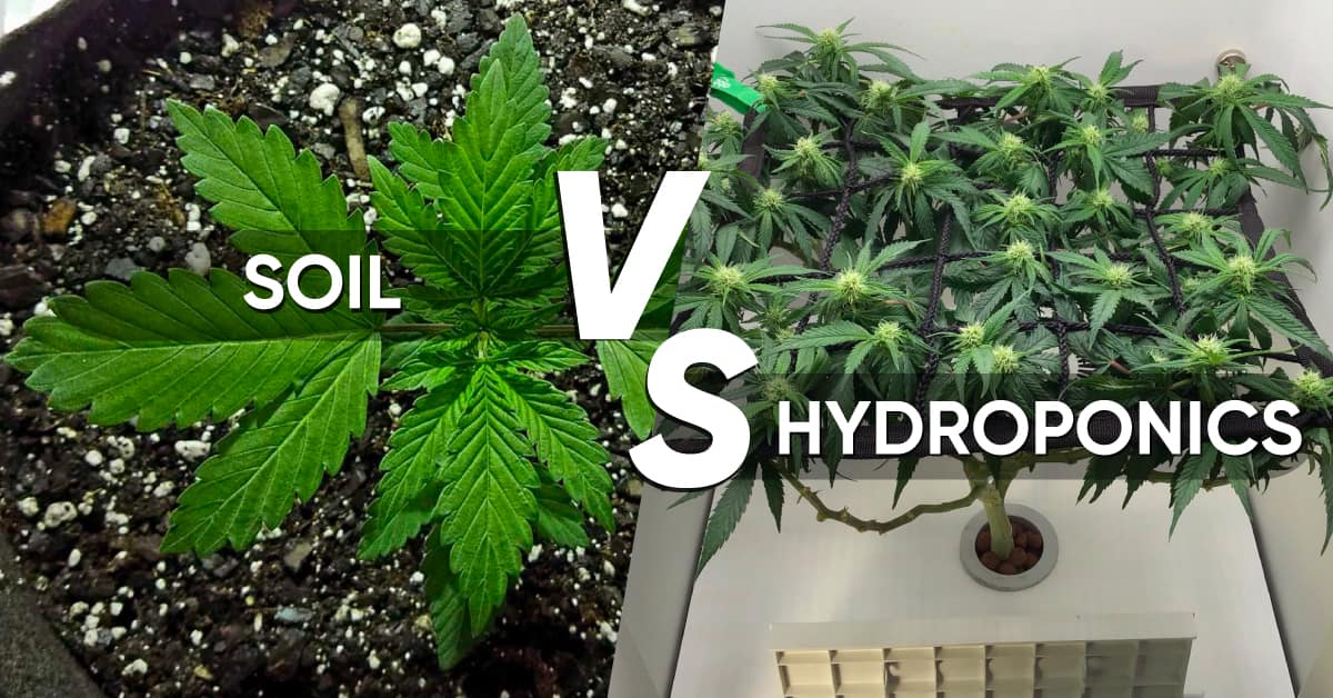 hydroponic vs soil weed growing