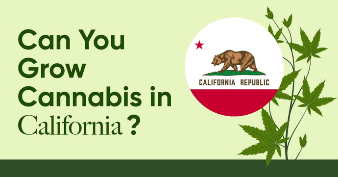 Laws in CA: Is It Legal to Grow Cannabis in California?