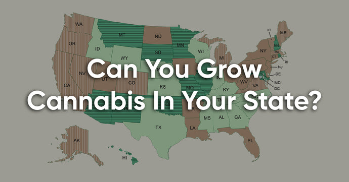 Is It Legal to Grow Marijuanas at Home in Your State?