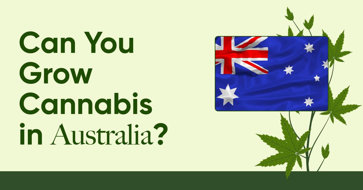 is it legal to grow marijuanas in australia