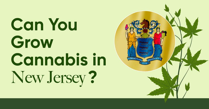 Laws in NJ: Is It Legal to Grow Cannabis in New Jersey?