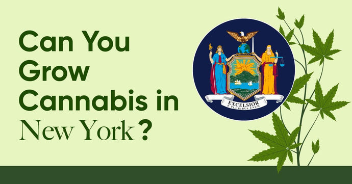 Laws in New York: Is It Legal to Grow Cannabis in New York?