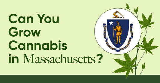 is weed legal in massachusetts