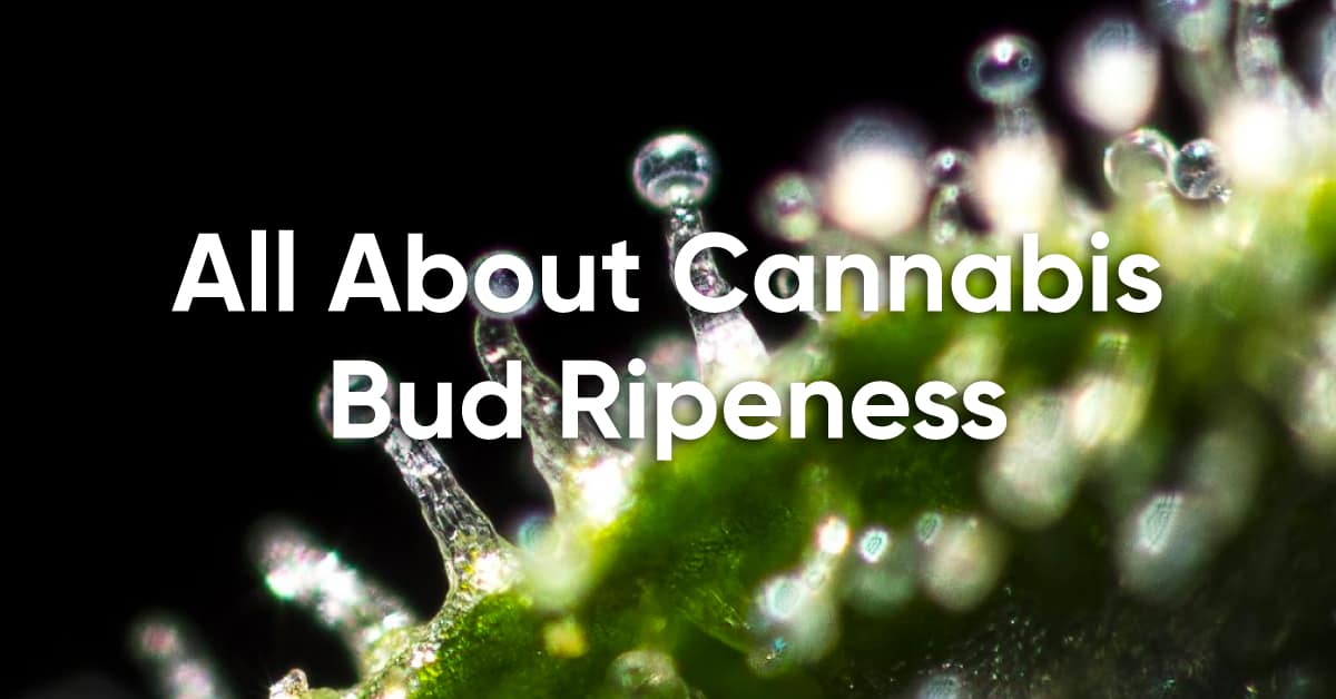 ripeness of cannabis buds
