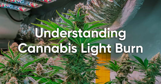 signs of cannabis light burn