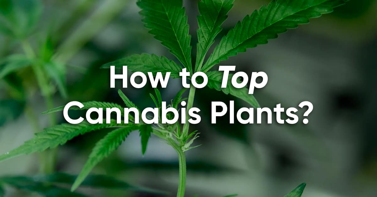 topping cannabis plant