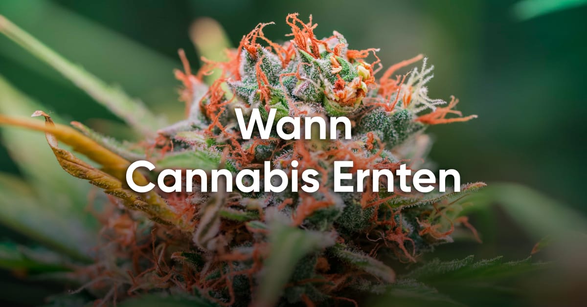 wann cannabis ernten