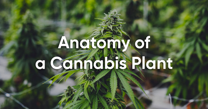 What Does a Weed Plant Look Like: Different Parts, Functions, and Sexing