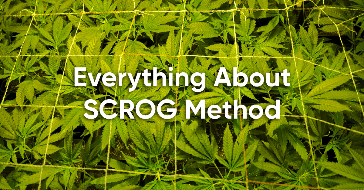 what is scrog method