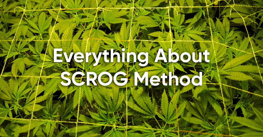 Grower's Knowledge Hub – Page 9 – Hey abby