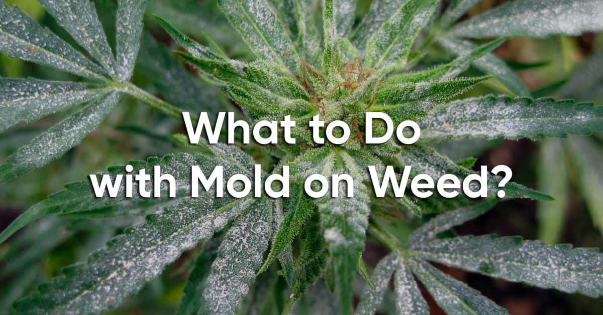 what to do with mold on weed